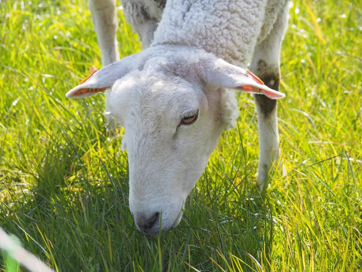 Kalkense Meersen (België)